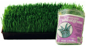 wheatgrassinfo