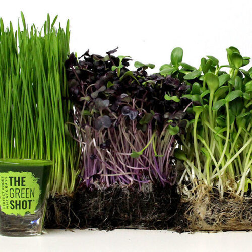 Wheatgrass and Microgreens Perfect Foods