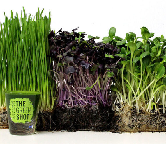 Wheatgrass and Microgreens Perfect Foods