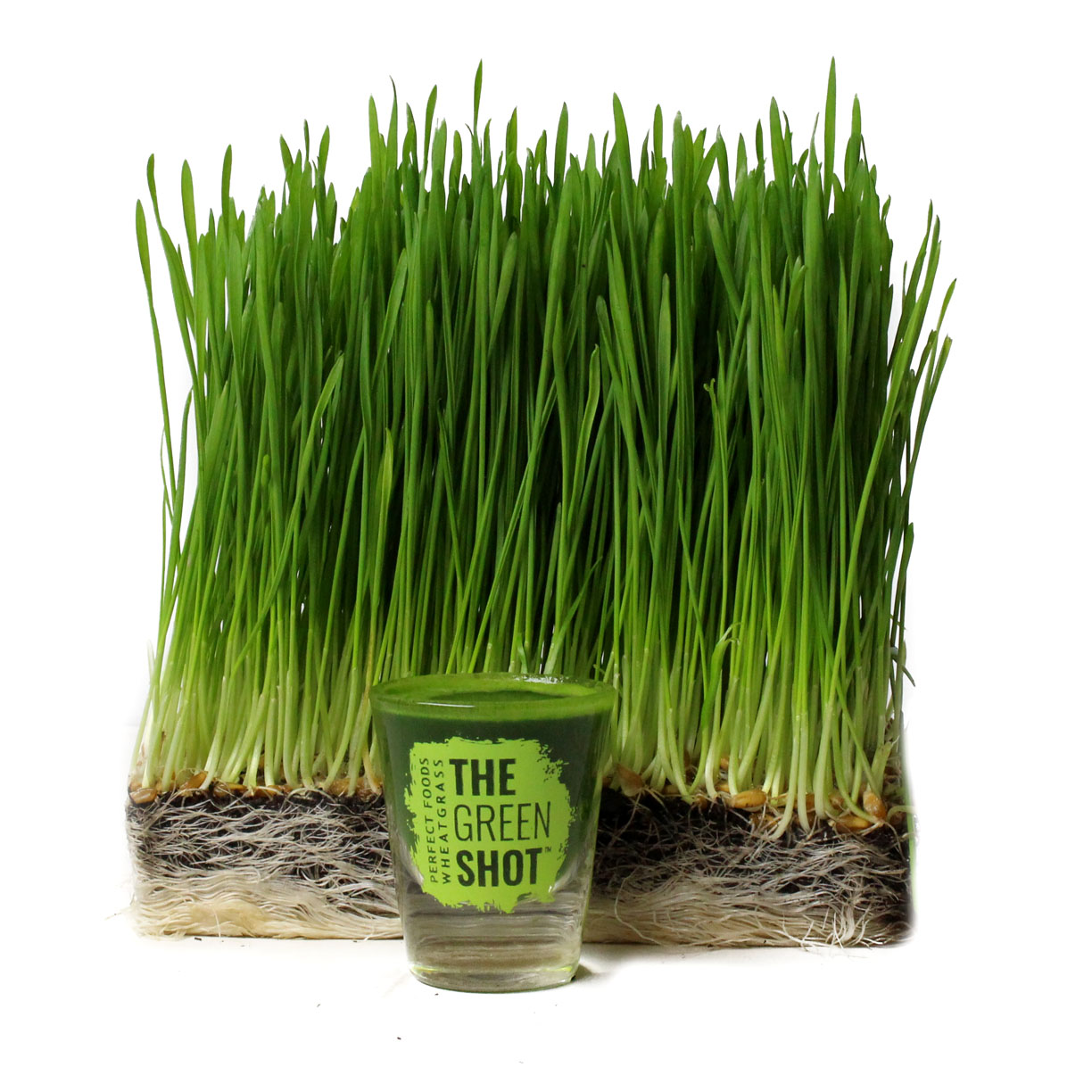 Wheatgrass Products Where to Buy Wheatgrass