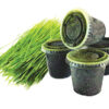 frozen wheatgrass benefits