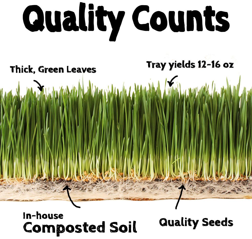 Wheatgrass Info 6 QUALITY COUNTS e1542122328870