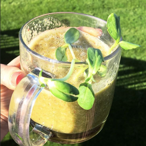 Fresh Wheatgrass Starter Package - Image 4