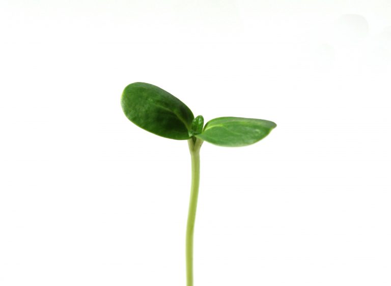 Sunflower Sprout