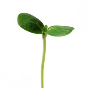 Sunflower Sprout