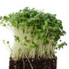 Broccoli Microgreens