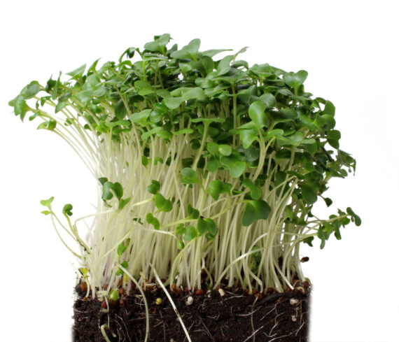 Broccoli Microgreens