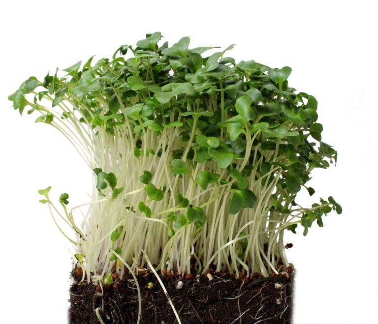 Broccoli Microgreens