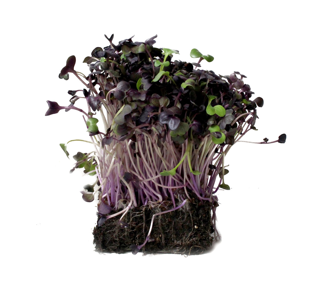 Microgreens 9 Sango Radish Microgreens