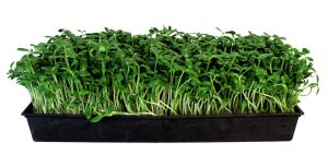 Sunflower Microgreens Tray Sprouts