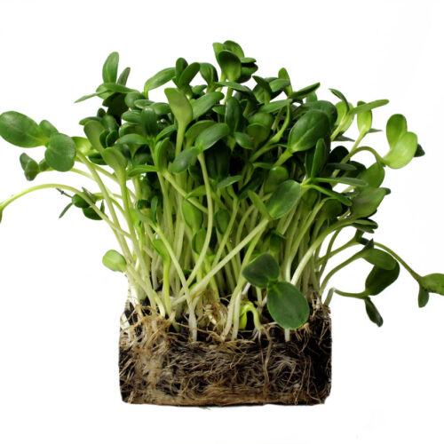 Sunflower Microgreens Perfect Foods