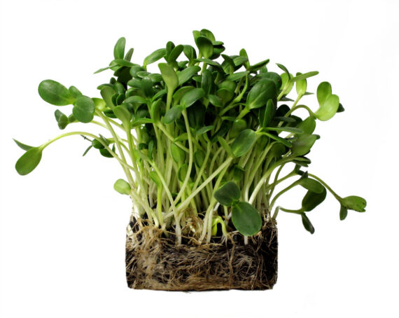 Sunflower Microgreens Perfect Foods