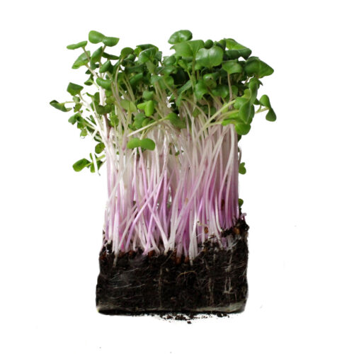 radish microgreens patch