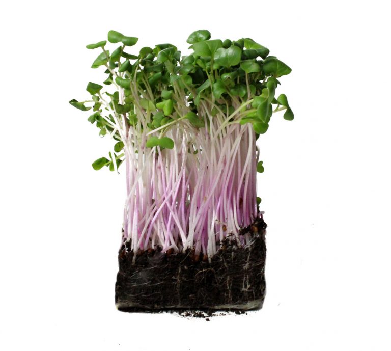 radish microgreens patch