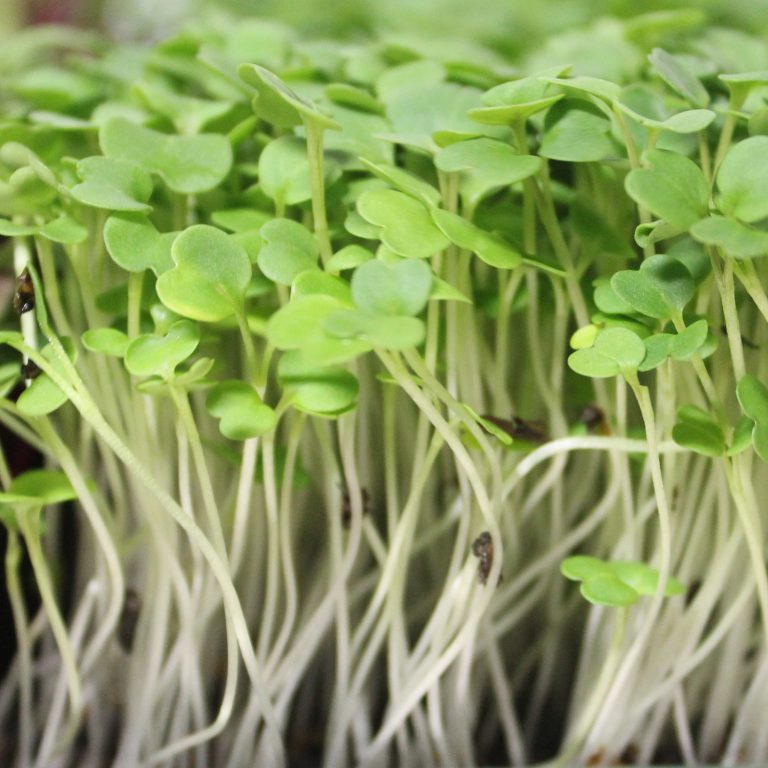 Arugula Microgreens