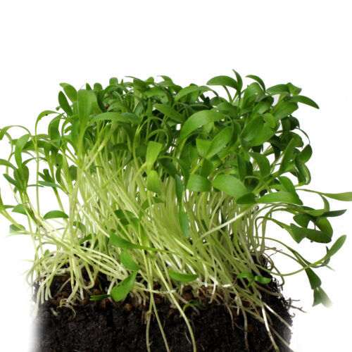 Cilantro Microgreens