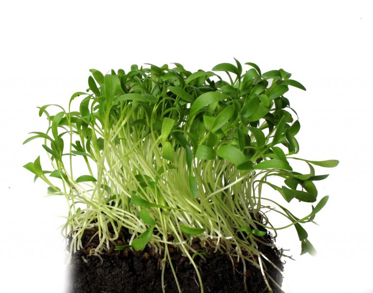 Caterers 11 Cilantro Microgreens