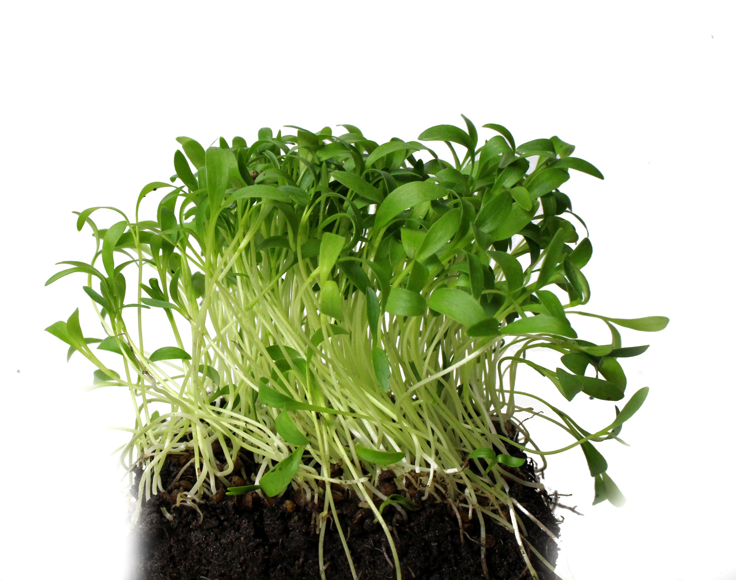 Cilantro Microgreens