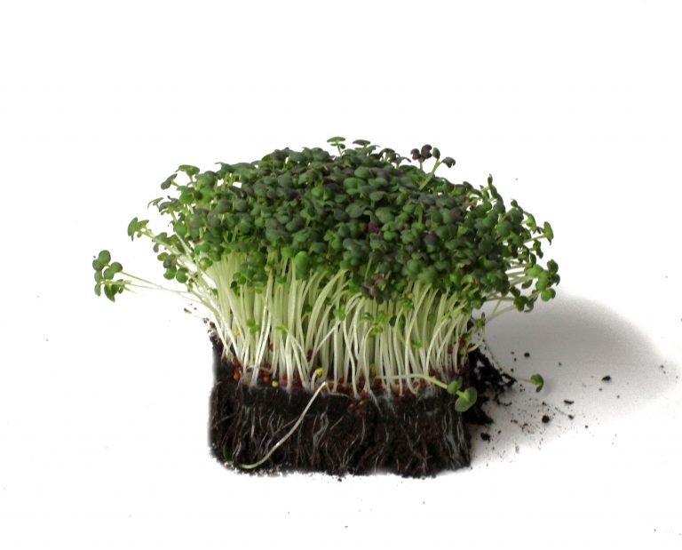 Mustard Microgreens