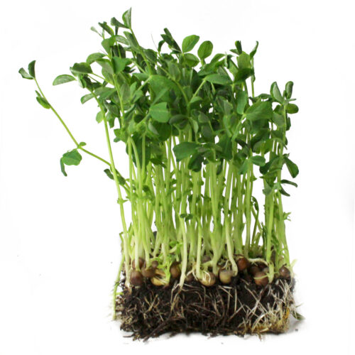 Pea Microgreens Perfect Foods