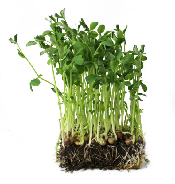 Pea Microgreens Perfect Foods