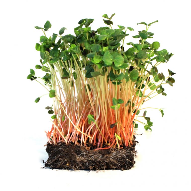 Buckwheat Microgreens