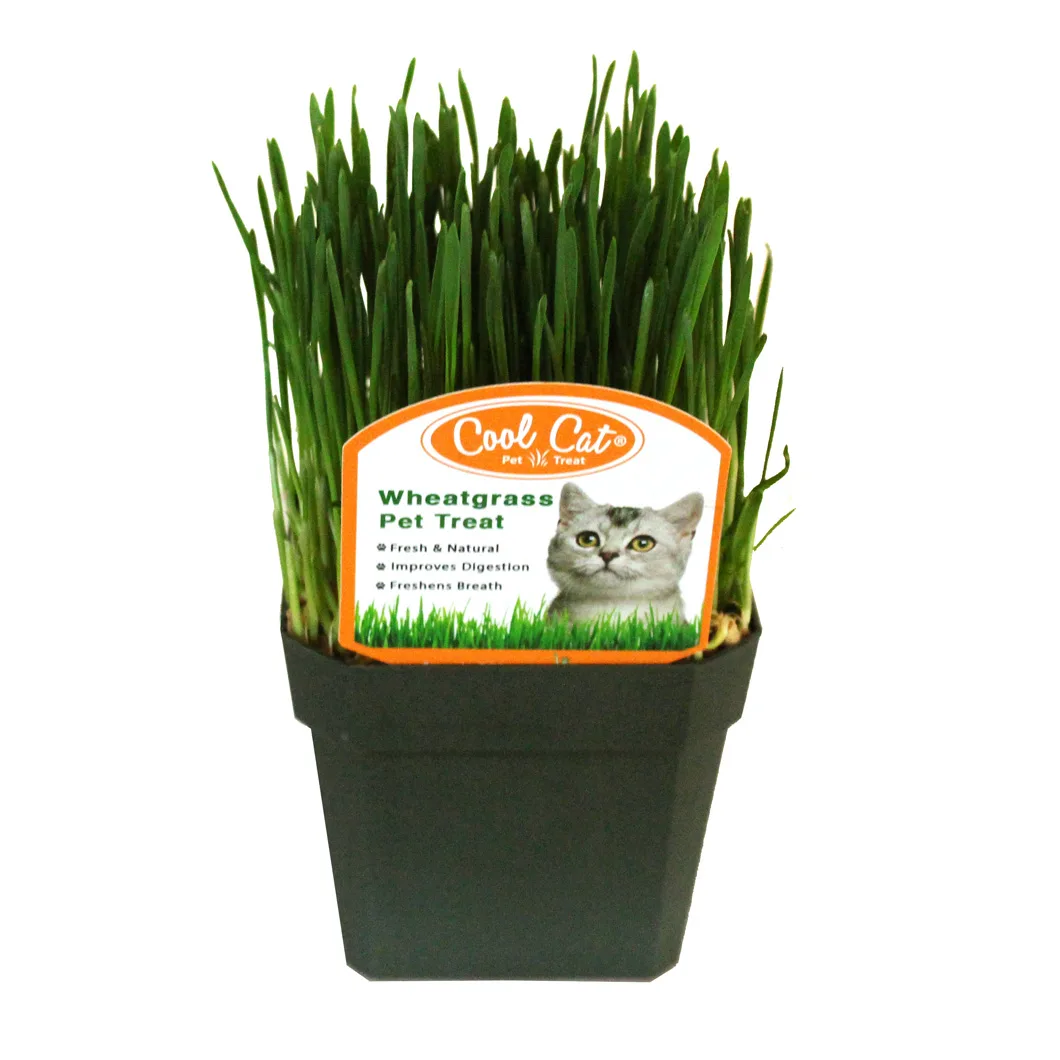 Health Food Stores / Supermarkets 9 Petgrass Cup