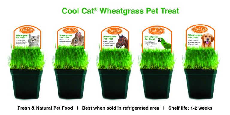 cool cat wheatgrass pet treat flyer 1