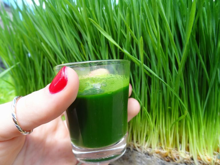 wheatgrass juice shot