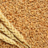 wheat seed