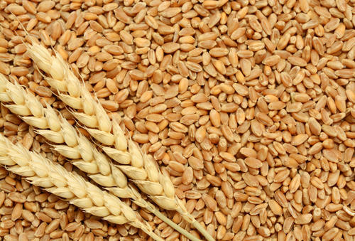 wheat seed