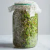 Microgreens Grow Kit - Image 3