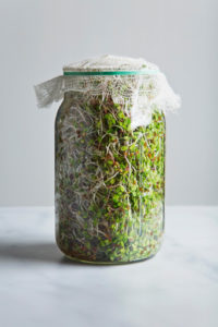 broccoli sprouts jar