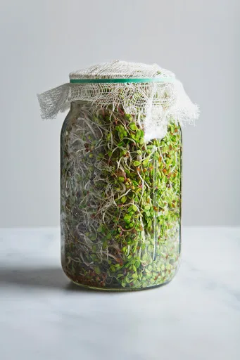 Microgreens Grow Kit - Image 3