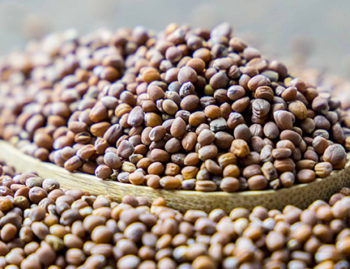 Radish Seed for Sprouts or Microgreens (16 oz)