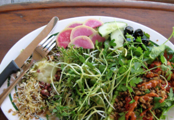 Radish Microgreens - Fresh, Organic - Image 2