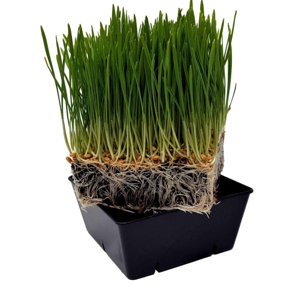 5x5 square Tray Wheatgrass 5000x