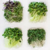 Microgreens Subscription Package (EOW - SFlb+Plb+B+C)